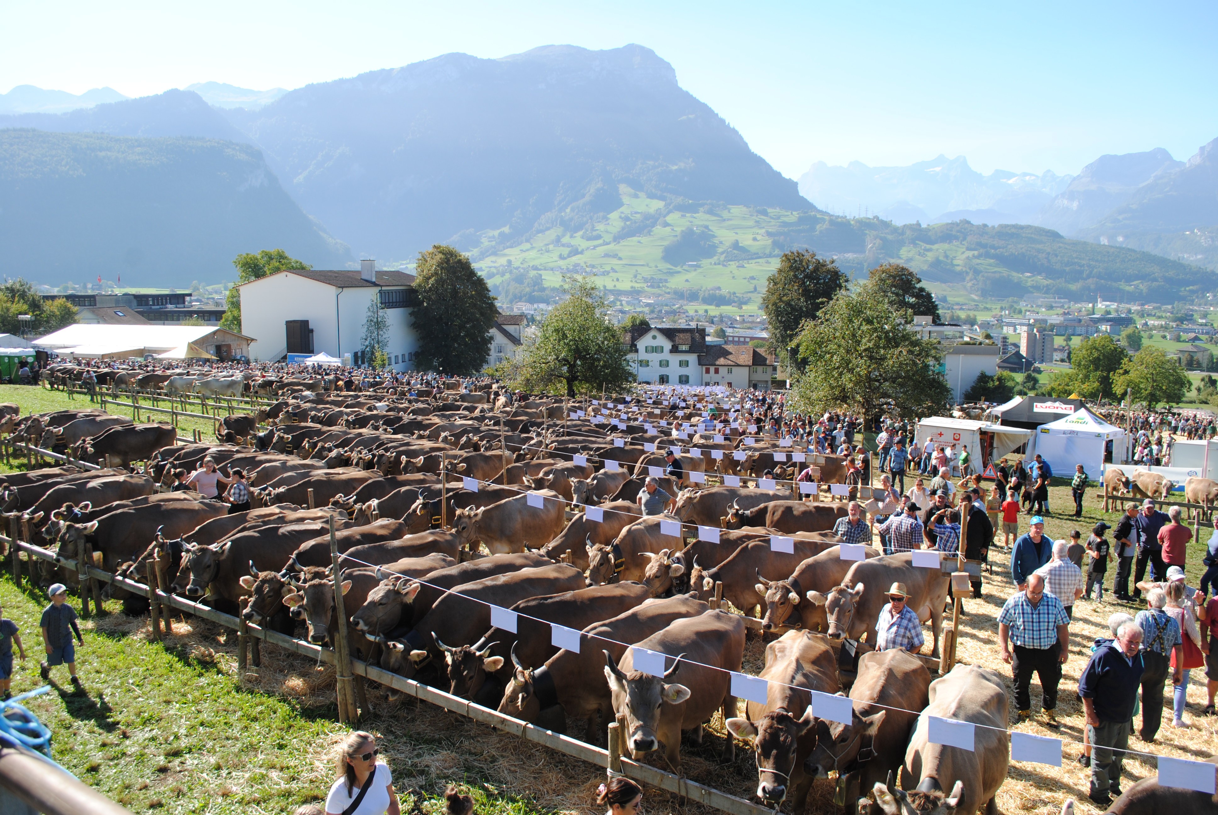 Viehschau Schwyz 2026