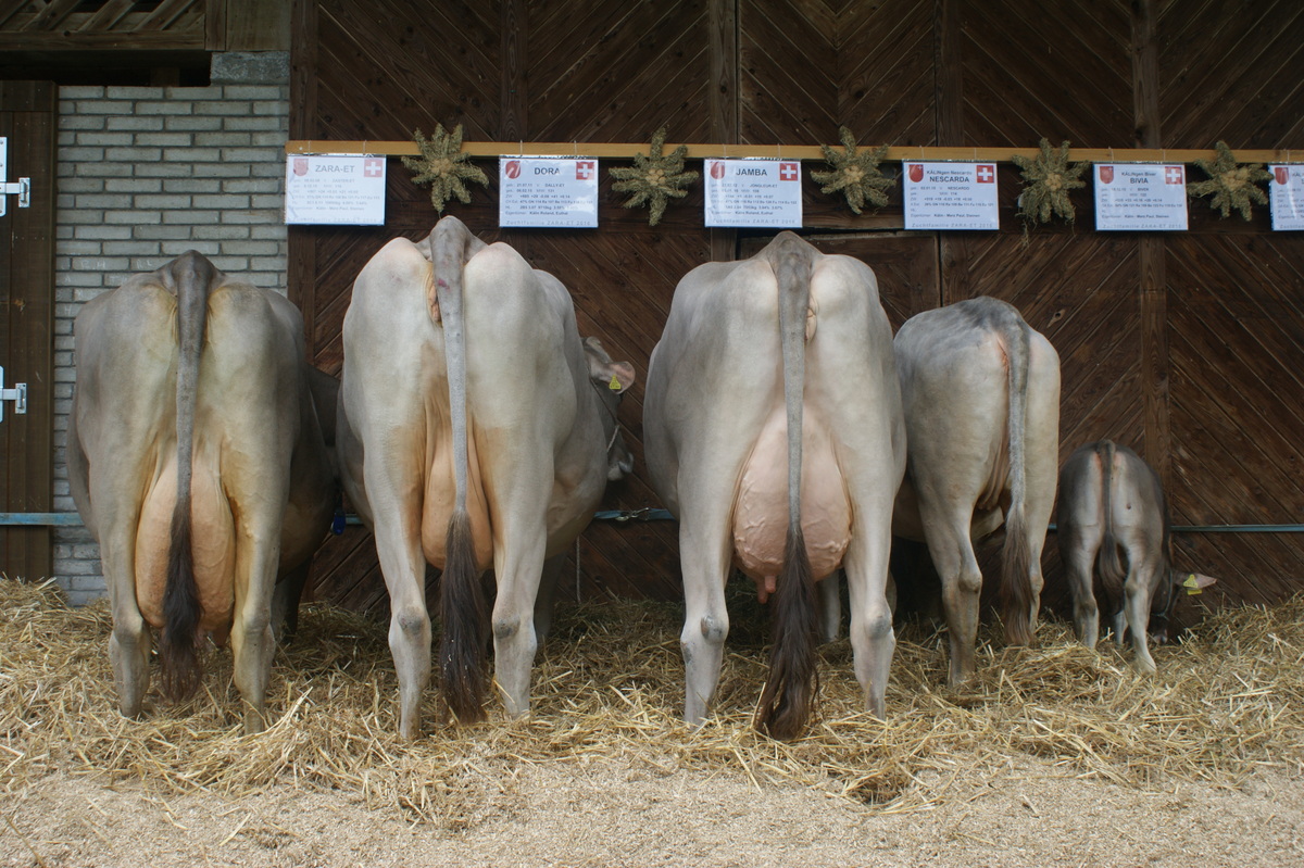 A 83 Zara ET CH 120.0694.6611.0 Kaelin Merz Paul 105064 mpr