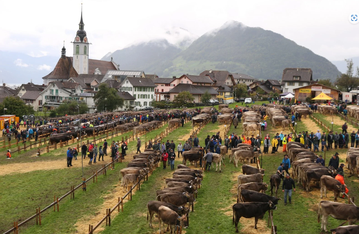 Reportage Schwyzer Bezirksviehschauen