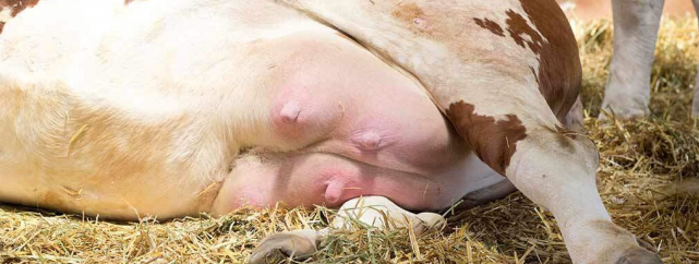 Milchuntersuch- - welcher Mastitis-Erreger ist es?
