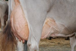 DSC_2546