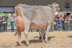 champion bs bvzg bender beila florian dahinden