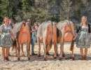 champion schoeneuter.l bs amt enlebuch 