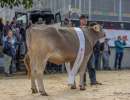 rinderchampion ob bs rasimus racheal ch.1784.1006.6 amrein scherrer david nicole