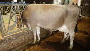 v edgard mv payoff 11042.96.56