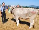 galgenen miss rind blooming barisa fredi diethelm tuggen