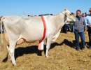 einsiedeln miss einsiedeln highlight heyli roland kaelin euthal
