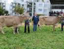 miss genetik ob galion lama bg st. johann altendorf bs palmer palma alfred schnellmann wangen