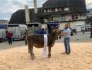 champion rinder
