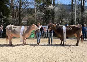   champion    vize champion bs
