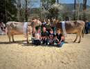   brown swiss champion s