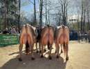  5  schoeneuter bs 3. lakt.  v.l.  valentin et thalia  3.  julius galina  1.  rocky lambada . 