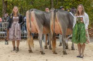 junior champion bs hofstetter s yule yella und vize schmibach s budin beatrice beide von schmibach brown swiss  