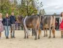 rinderchampion bs