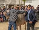 championwahl brown swiss   eliteschau entlebuch 2025