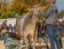 championwahl brown swiss   eliteschau entlebuch 2025