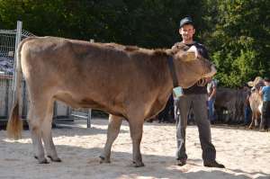 champion rinder ob eldor eby trueb hans spisboden