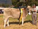 rinder champion selma von theo   toni kempf  schafmatt  attinghausen ch.1598.1104.2