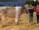 miss uri bs global view superstar hollywood von simon gisler  haldi b.schattdorf ch.1378.4650.9