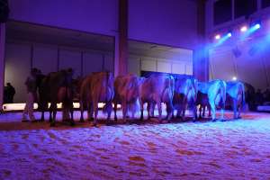 grand championwahl lubra bs