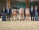 junior champion  v.l.n.r  haegar halma  huge sg et havanna  huge sg et happy