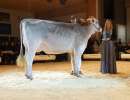 junior champion huge sg et havanna
