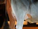 junior schoeneuter huge sg et elegance  