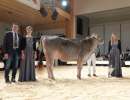 junior schoeneuter huge sg et elegance  