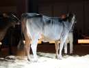 junior schoeneuter huge sg et elegance