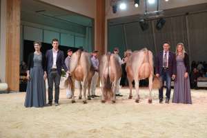 junior schoeneuter v.l.n.r  calvin cacahu  huge sg et elegance  huge sg et havanna