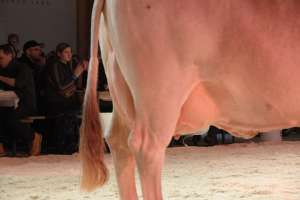 schoeneuter ob lordan linda