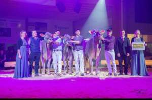 grand champion bs
