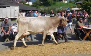 auktion giswil  2   