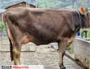 14. noro nena seite