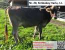 nr. simbaboy varia seite