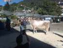 miss bs und schoenstes weggiser euter calvin et  calvina von flueeler david greppen