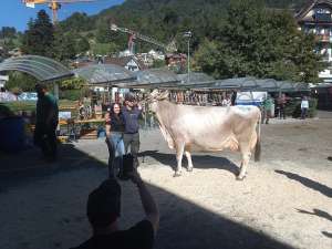 miss bs und schoenstes weggiser euter calvin et  calvina von flueeler david greppen