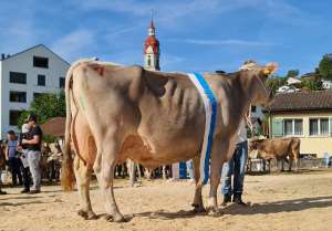 champion biver balance bg grueter albiser