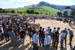 schauring einsiedeln
