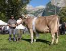 miss bs arrow annika  familie scheuber engelberg