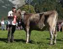 rinderchampion bs barca belinda  familie scheuber engelberg
