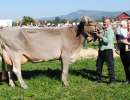 schoeneuter aeltere daredevil bonanza familie diethelm tuggen