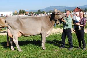 schoeneuter aeltere daredevil bonanza familie diethelm tuggen