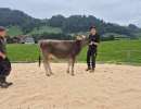 rinderchampion bs brice et briona