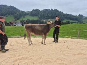 rinderchampion bs brice et briona
