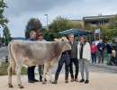 rind fuer schwingfest im kommenden jahr