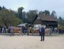schoeneuterwahl aeltere mit siegerin lennox luna von studhalter beat horw