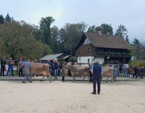 schoeneuterwahl aeltere mit siegerin lennox luna von studhalter beat horw