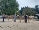 wahl zum rinderchampion