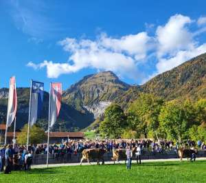 viehschau lungern